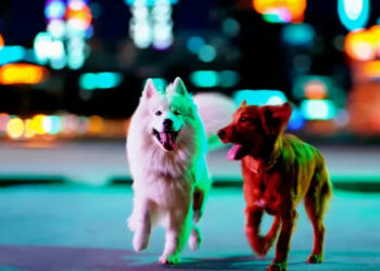 A Samoyed and a Golden Retriever dog are playfully romping through a futuristic neon city at night. OpenAI