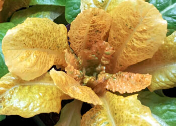 The Super Veggie That Packs 30 Times More Nutrients