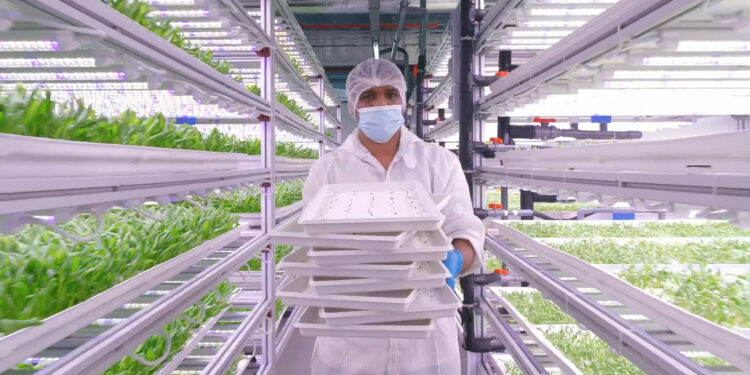 Singapore’s Farms of the Future: Growing Food Without Farmland